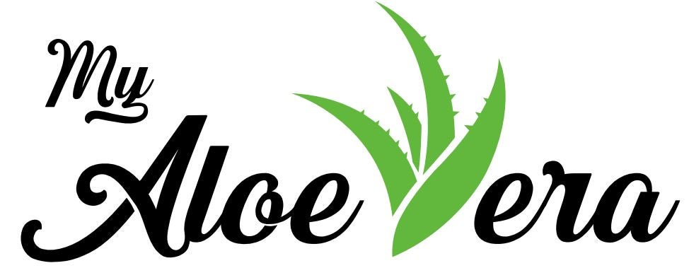 wie oft aloe vera gießen Aloe Vera „Alfonso“ – Aloe-Vera-Pflanze in Gärtnerqualität kaufen